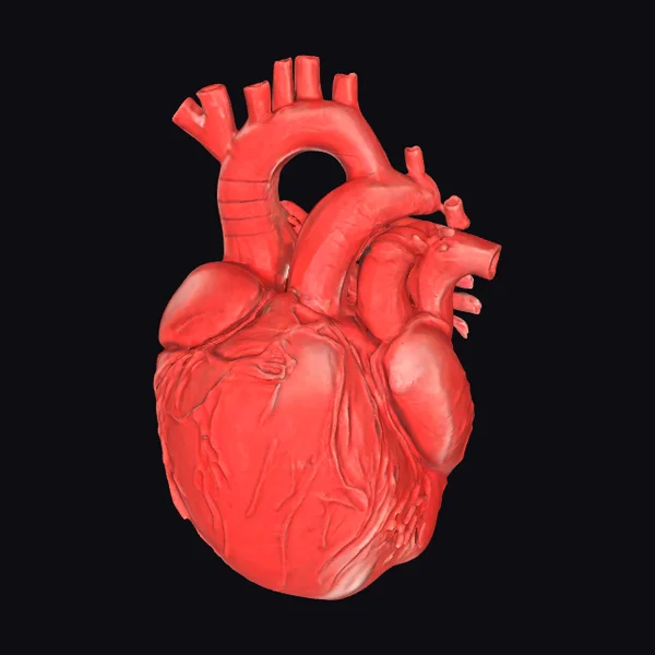 Anatomical Heart Model
