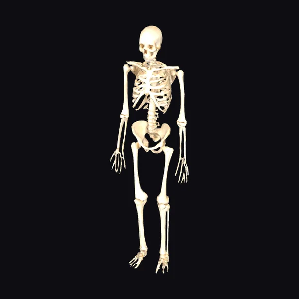 Anatomical Skeleton Model