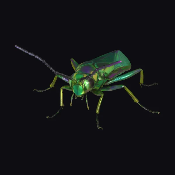 Shining Green Metallic Beetle