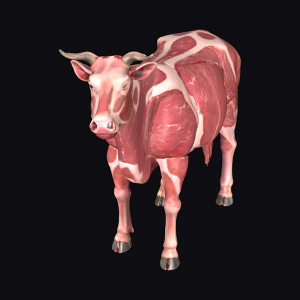 Anatomical Beef Cow
