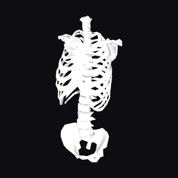 Anatomical Torso Skeleton