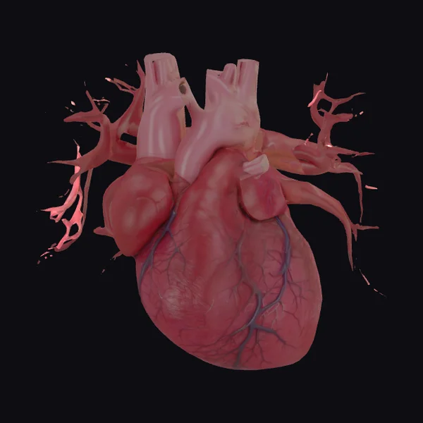 Anatomical Human Heart