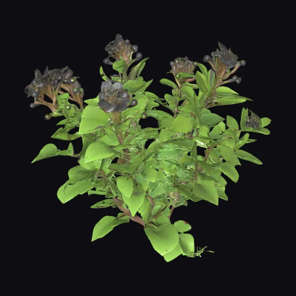 Adathoda Plant with Flowers