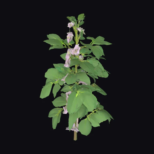 Flowering Justicia Adhatoda Plant