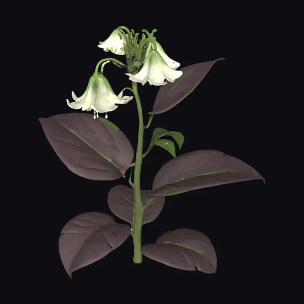 Belladonna Flower Plant