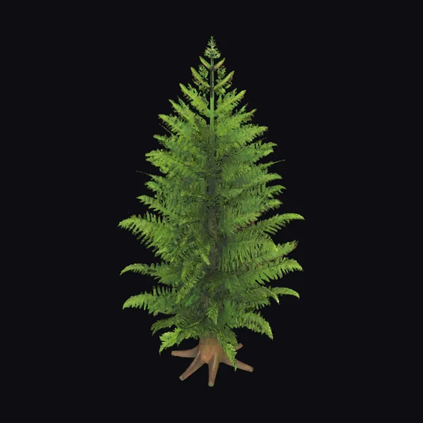 Tall Green Fern Plant