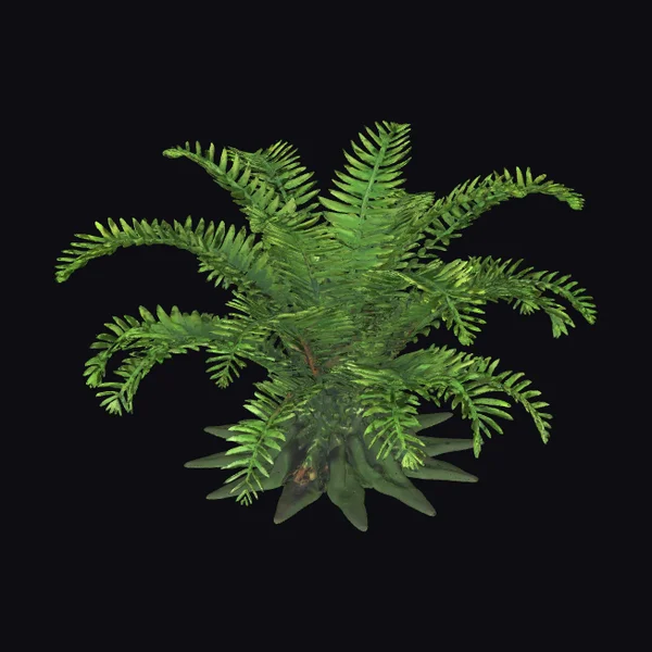 Large Forest Fern Plant