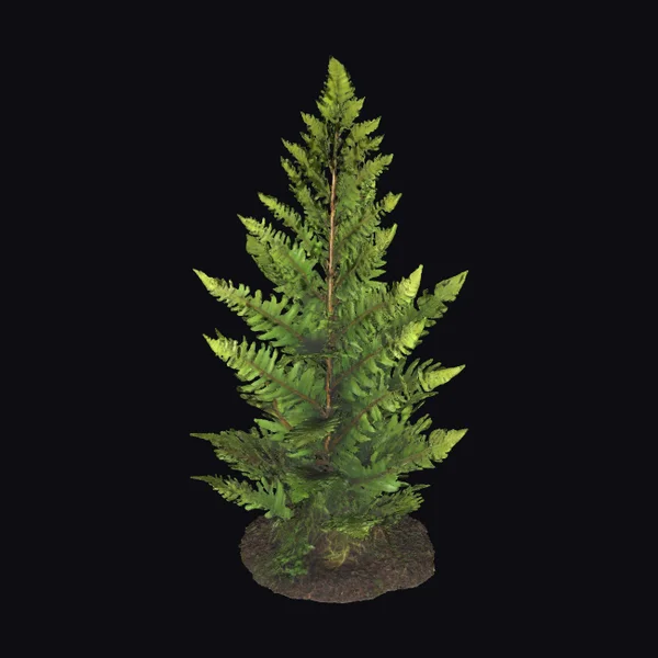 Emerald Forest Fern Plant