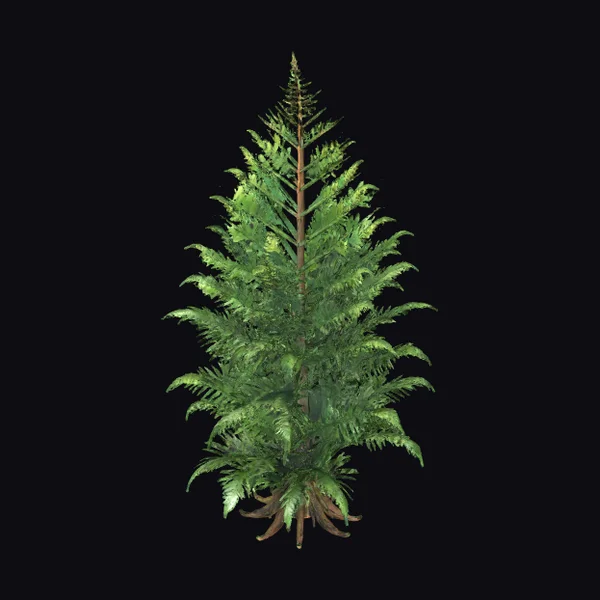 Tall Green Fern Plant
