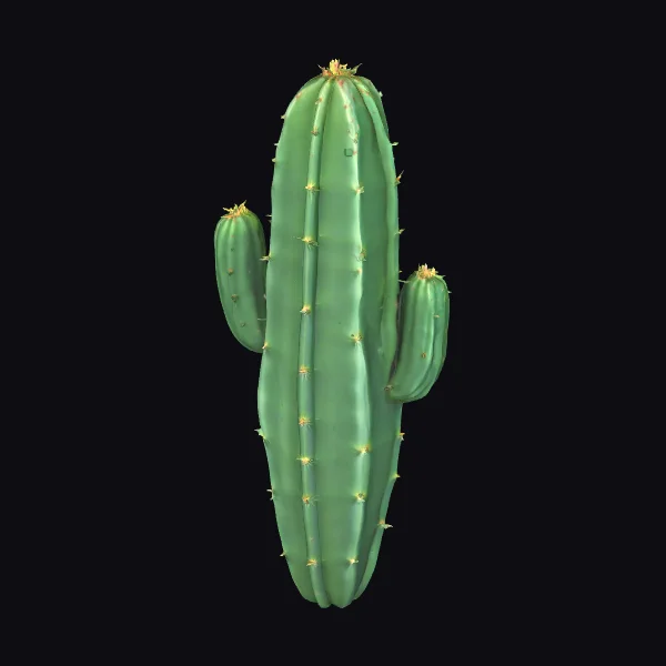 Prickly Green Cactus