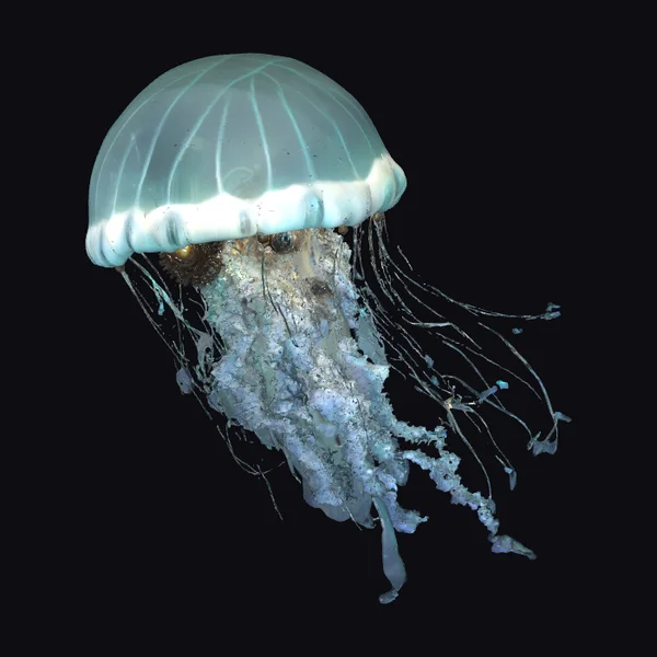 Glowing Blue Jellyfish
