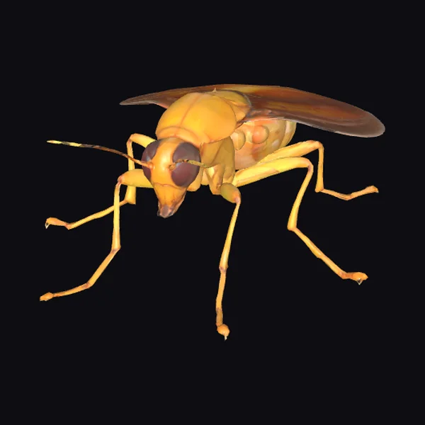 Yellow Flea Insect