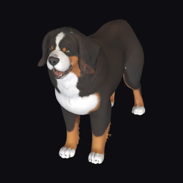 Bernese Mountain Dog