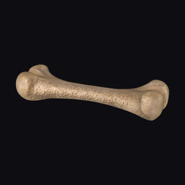 Anatomical Bone Fragment
