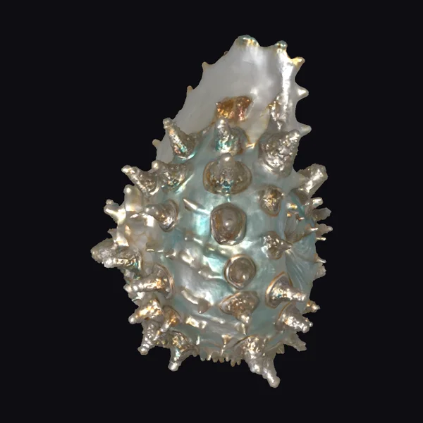 Barnacle Encrusted Conch Shell