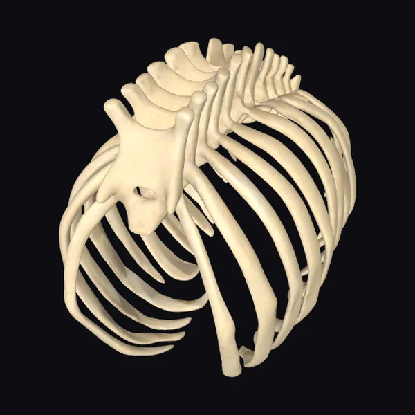Animal Rib Cage Bones