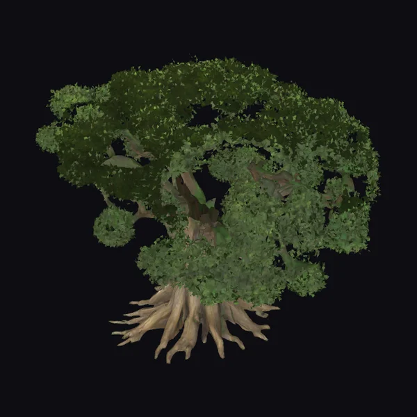 Ancient Tree with Exposed Roots