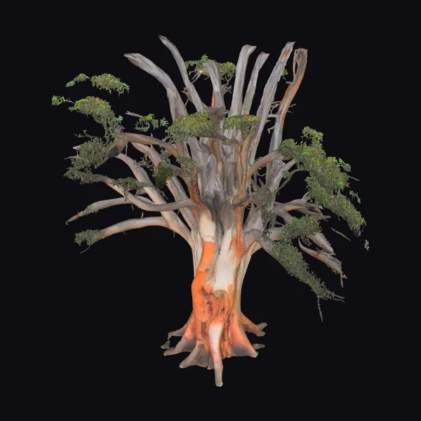 Ancient Australian Gumtree