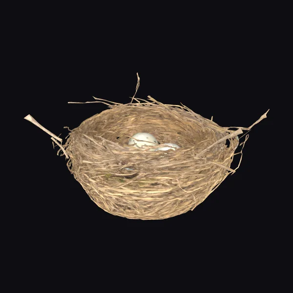Bird Nest with Eggs