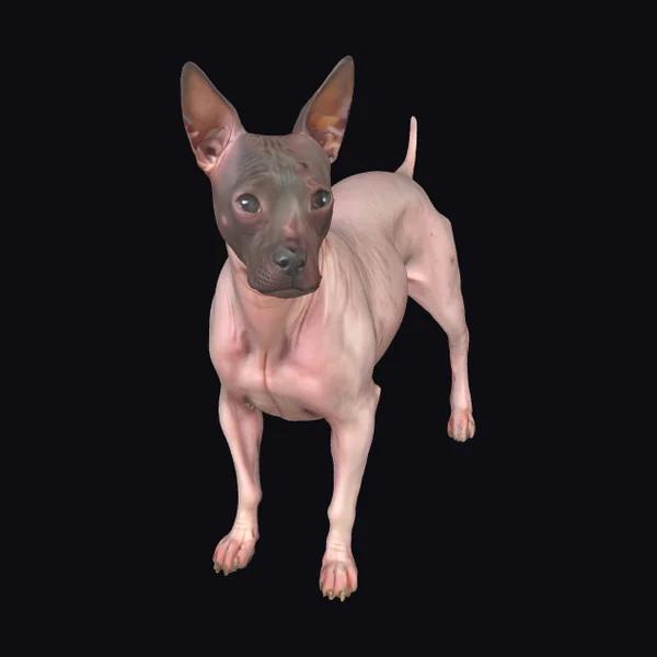 Hairless Terrier Dog