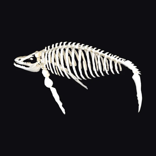Whale Thoracic Cage Model