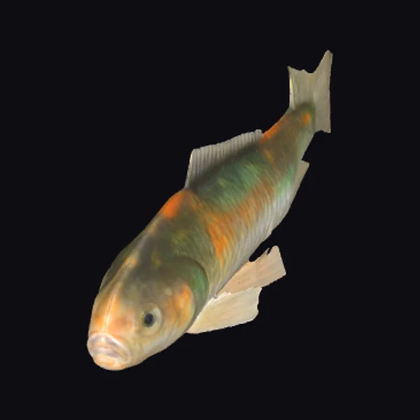 Colorful Fish Illustration