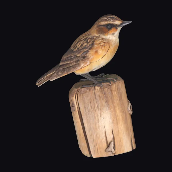 Bird on Wooden Stump