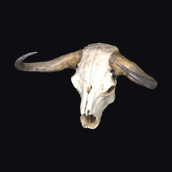 Bison Skull with Horns