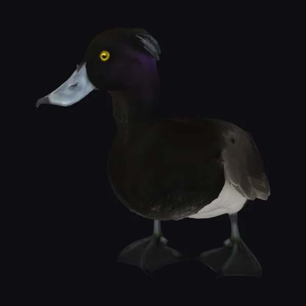 Black Duck with White Belly