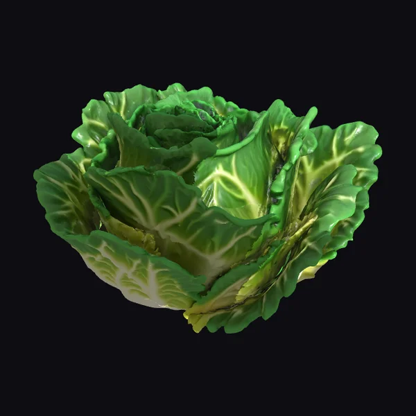 Whole Clean Lettuce