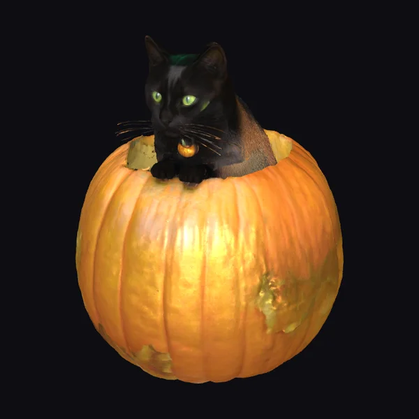 Black Cat in Pumpkin