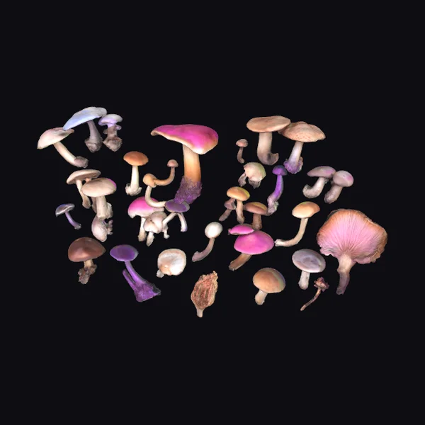 Colorful Mushroom Collection