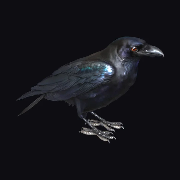 Black Bird Crow