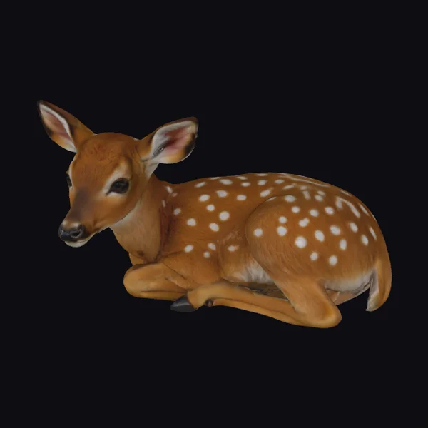 White Tailed Deer Fawn