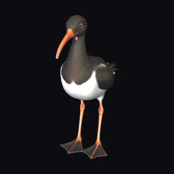 American Oystercatcher Bird