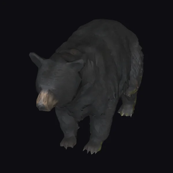 Black Forest Bear