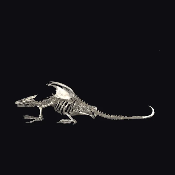Ancient Dragon Skeleton