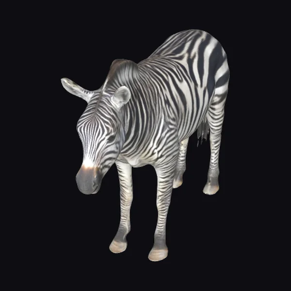 Black and White Zebra