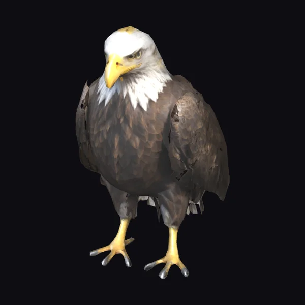 Bald Eagle Standing Pose