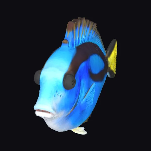 Blue Tang Fish