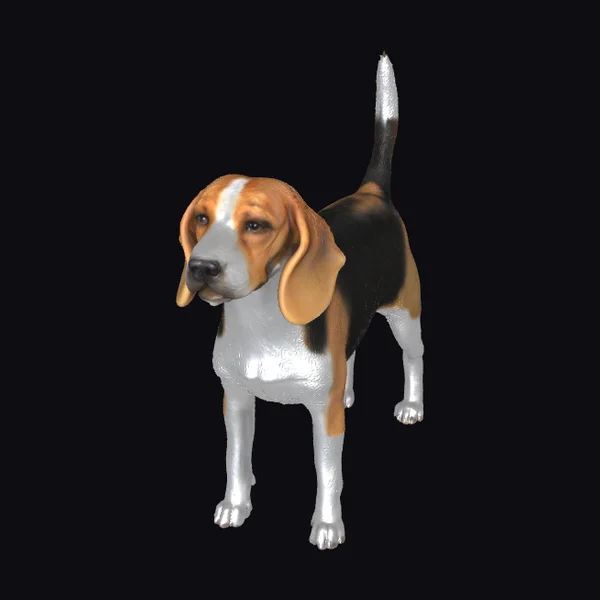 Beagle Dog Standing