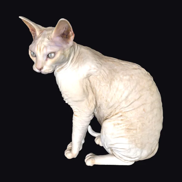 Wrinkled White Feline