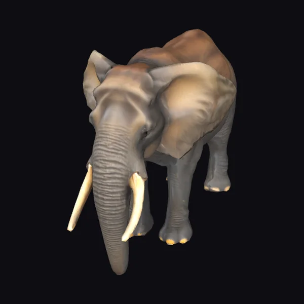 Adult African Elephant