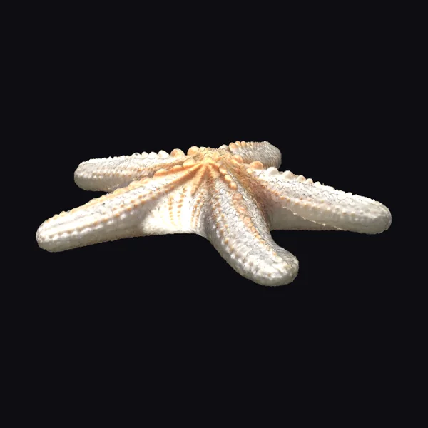 White Starfish