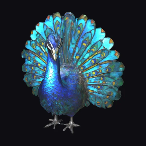 Vibrant Peacock Display