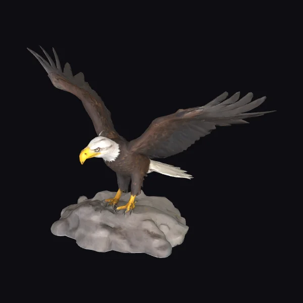 Bald Eagle on Rock