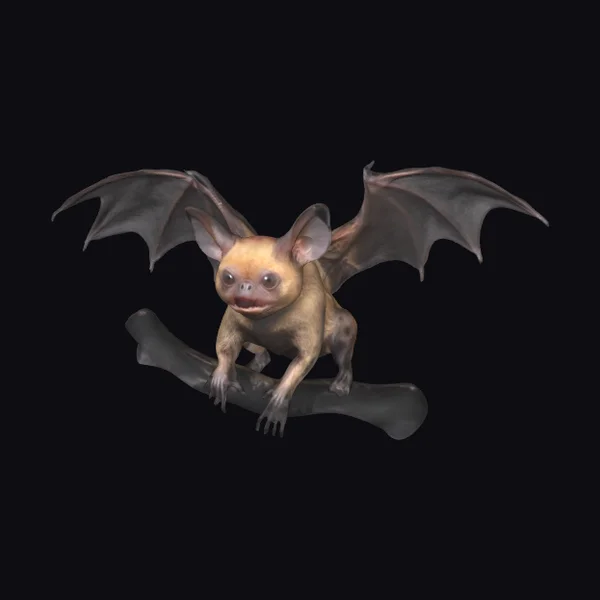 Wrinkle-faced Bat