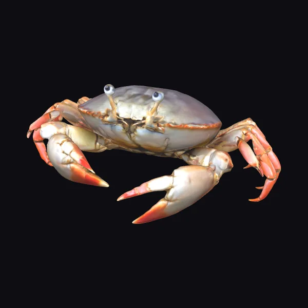 Dungeness Crab Shell