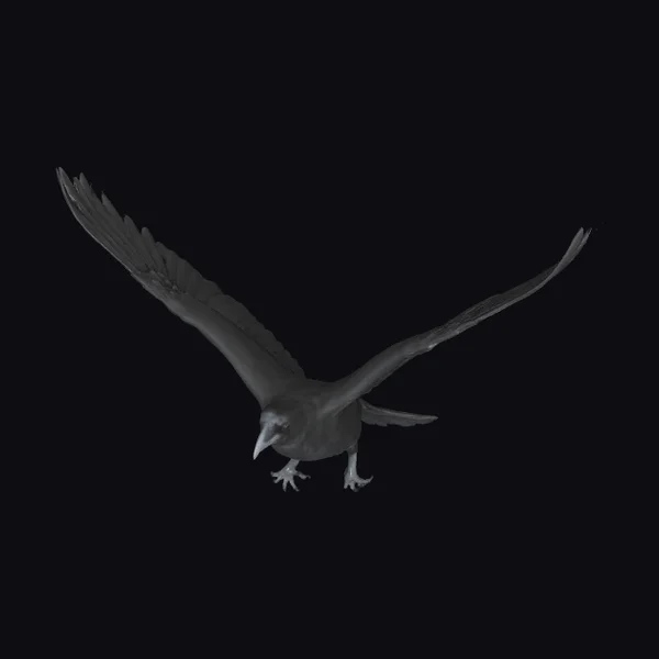 Black Bird in Flight