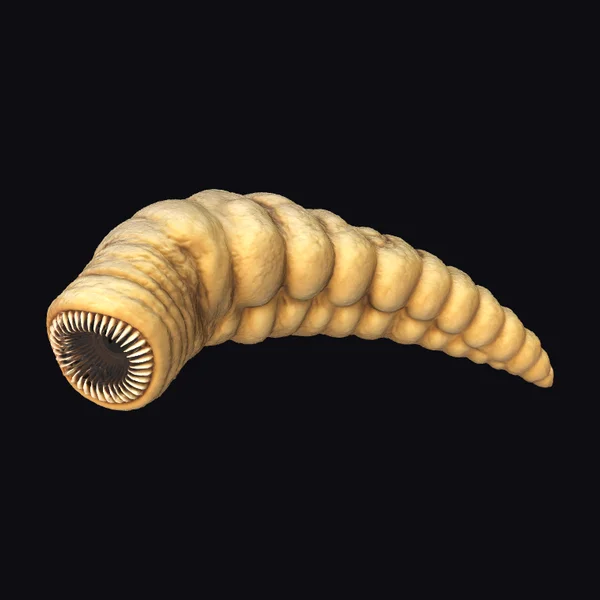 Worm with Sharp Teeth